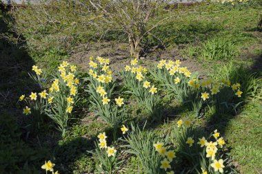 Çiçekler sarı nergis. Bahar çiçekli ampul flowerbed bitkilerde.