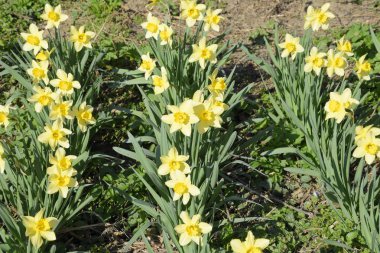 Çiçekler sarı nergis. Bahar çiçekli ampul flowerbed bitkilerde.