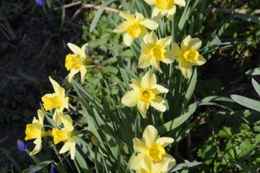Çiçekler sarı nergis. Bahar çiçekli ampul flowerbed bitkilerde.