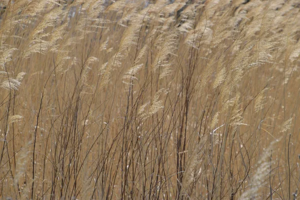 Dry Panicle Reed Propagation Seed Cane — Stock Photo, Image