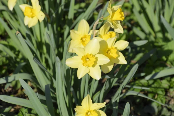 Blüten Narzissengelb Frühlingsblühende Zwiebelpflanzen Blumenbeet — Stockfoto