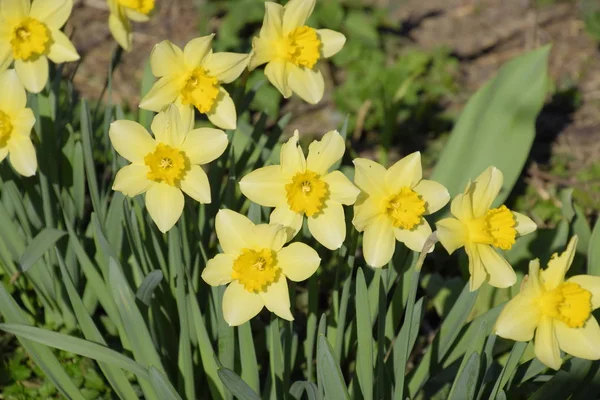 Blüten Narzissengelb Frühlingsblühende Zwiebelpflanzen Blumenbeet — Stockfoto