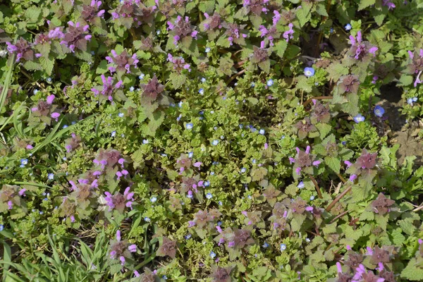 Lamium Purpureum Blooming Garden Medicinal Plants — Stock Photo, Image