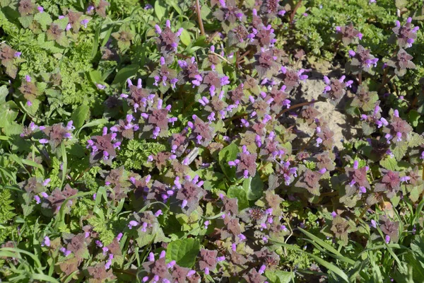 庭にはラミウムパープリウムが咲きます 薬用植物 — ストック写真