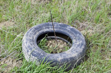 Eski bir lastik tekerlek lastiği yardımıyla genç fidan koruma.