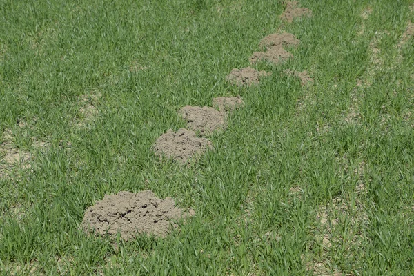 Högarna Jord Kvar Mullvaden Mullvaden — Stockfoto