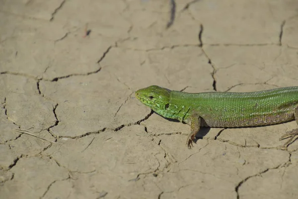 Eine gewöhnliche schnelle grüne Eidechse. Eidechse auf trockenem Boden. Zauneidechse, Eidechse — Stockfoto