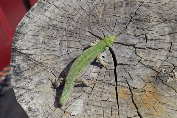 Um lagarto verde rápido. Lagarto no corte de um toco de árvore. Lagarto de areia, lagarto lacertídeo — Fotografia de Stock