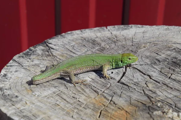 Um lagarto verde rápido. Lagarto no corte de um toco de árvore. Lagarto de areia, lagarto lacertídeo — Fotografia de Stock