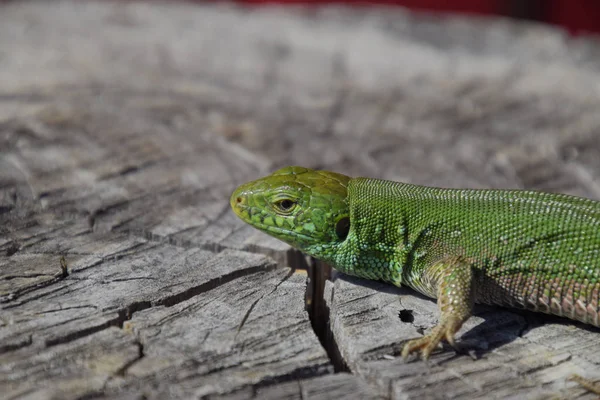An ordinary quick green lizard. Lizard on the cut of a tree stump. Sand lizard, lacertid lizard — Stock Photo, Image