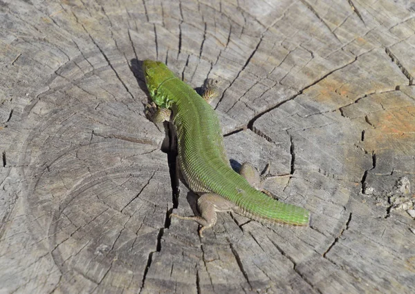 Um lagarto verde rápido. Lagarto no corte de um toco de árvore. Lagarto de areia, lagarto lacertídeo — Fotografia de Stock