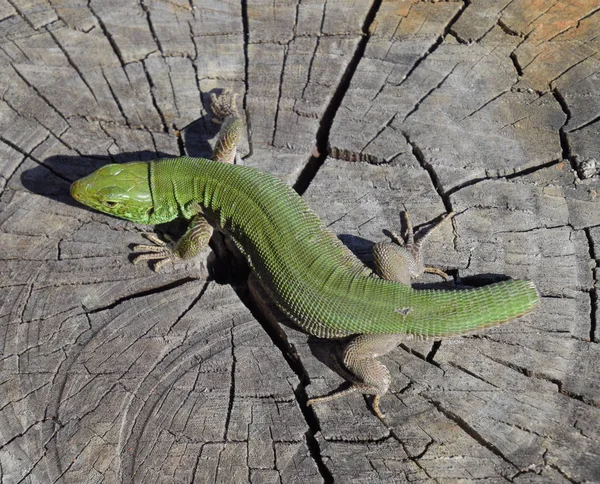 An ordinary quick green lizard. Lizard on the cut of a tree stump. Sand lizard, lacertid lizard