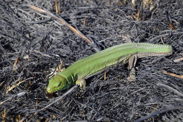 Um lagarto verde rápido. Lagarto no chão entre cinzas e cinzas depois de um incêndio. Lagarto de areia, lagarto lacertídeo — Fotografia de Stock