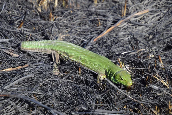 En vanlig snabb grön ödla. Ödla på marken mitt i aska och aska efter en brand. Sandödla, lacertid ödla — Stockfoto