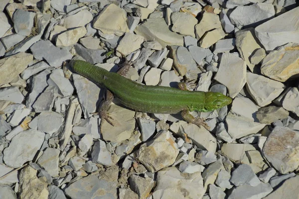 Sand lizard. An ordinary quick green lizard. Lizard on the rubble. Sand lizard, lacertid lizard. — Stock Photo, Image