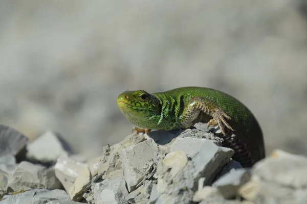 Lagarto de areia. Um lagarto verde rápido. Lagarto nos escombros. Lagarto de areia, lagarto lacertídeo . — Fotografia de Stock