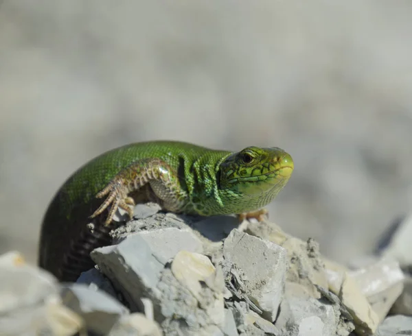 Lagarto de areia. Um lagarto verde rápido. Lagarto nos escombros. Lagarto de areia, lagarto lacertídeo . — Fotografia de Stock