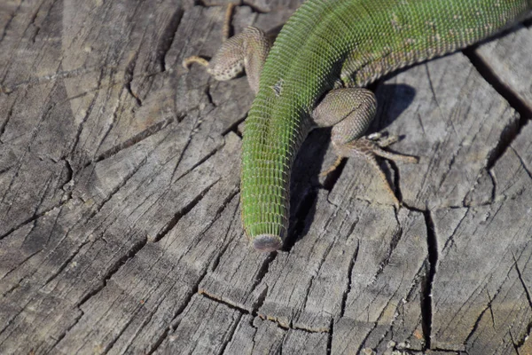 Regeneração da cauda do lagarto. Um lagarto verde rápido. Lagarto no corte de um toco de árvore. Lagarto de areia, lagarto lacertídeo — Fotografia de Stock
