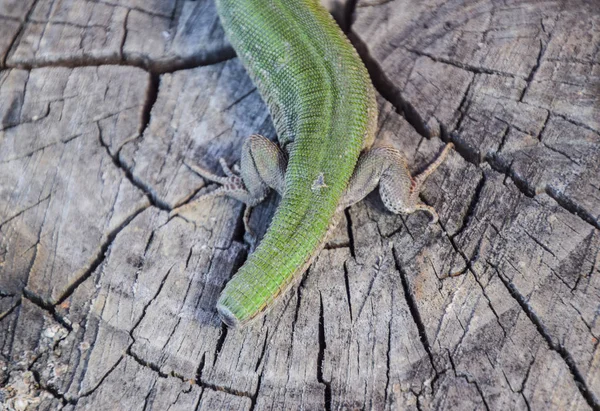 Regeneração da cauda do lagarto. Um lagarto verde rápido. Lagarto no corte de um toco de árvore. Lagarto de areia, lagarto lacertídeo — Fotografia de Stock