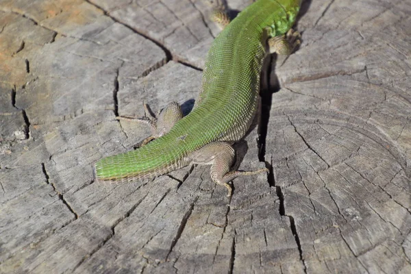 Regeneração da cauda do lagarto. Um lagarto verde rápido. Lagarto no corte de um toco de árvore. Lagarto de areia, lagarto lacertídeo — Fotografia de Stock