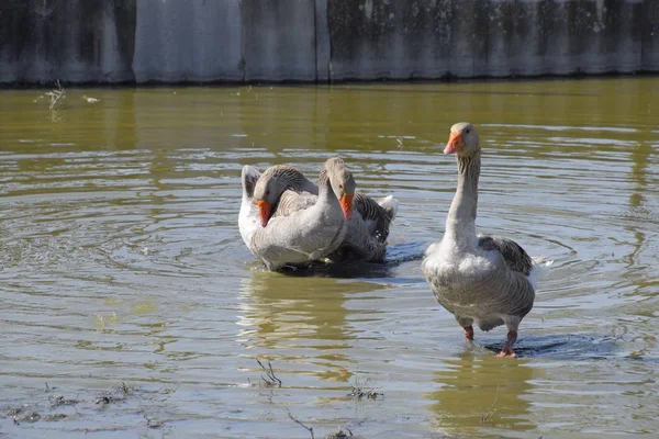 Ganso Cinzento Doméstico Ganso Cinzento Caseiro Gansos Caseiros Uma Lagoa — Fotografia de Stock