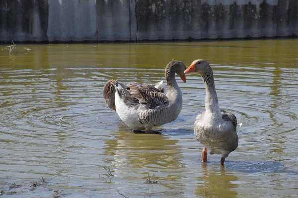 Ganso Cinzento Doméstico Ganso Cinzento Caseiro Gansos Caseiros Uma Lagoa — Fotografia de Stock