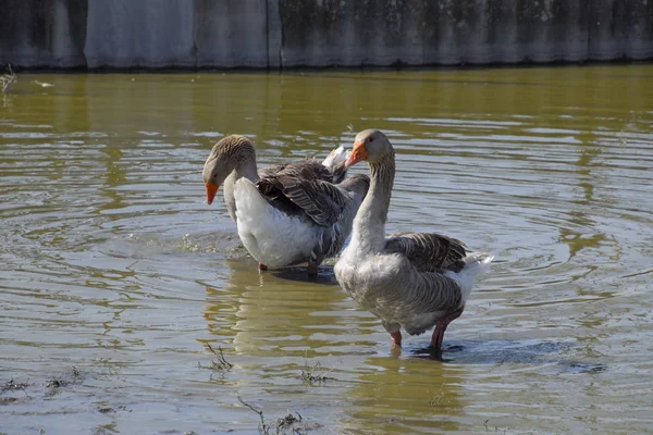 Ganso Cinzento Doméstico Ganso Cinzento Caseiro Gansos Caseiros Uma Lagoa — Fotografia de Stock