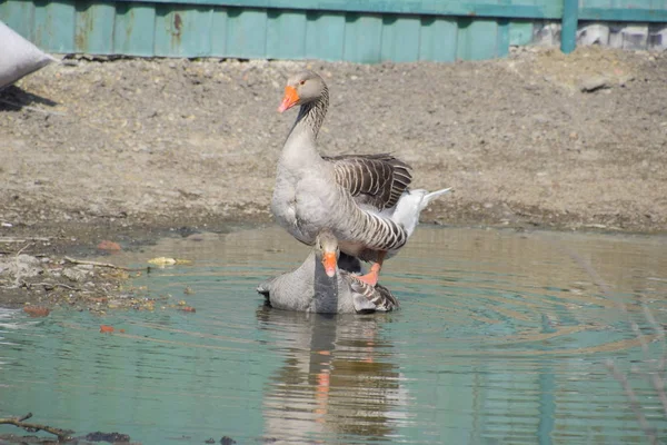 Gri Kaz Yapımı Gri Kaz Yapımı Kaz Bir Yapay Gölet — Stok fotoğraf