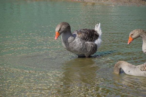 Grijze Gans Huiselijk Zelfgemaakte Grijze Gans Zelfgemaakte Ganzen Een Kunstmatige — Stockfoto