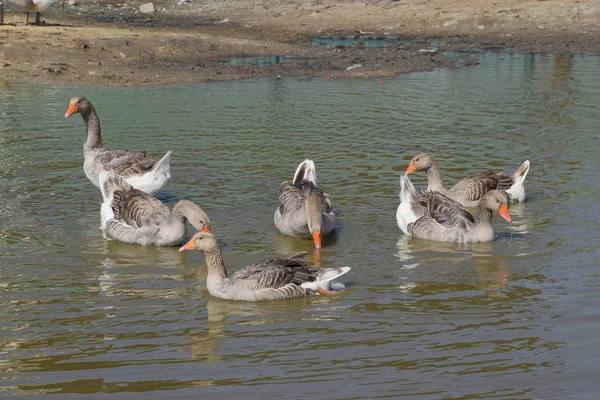 Gri Kaz Yapımı Gri Kaz Yapımı Kaz Bir Yapay Gölet — Stok fotoğraf