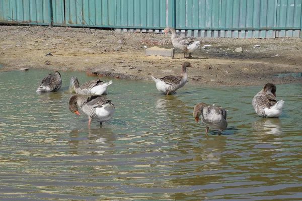 Ganso Cinzento Caseiro Gansos Caseiros Numa Lagoa Artificial Ganso Cinza — Fotografia de Stock