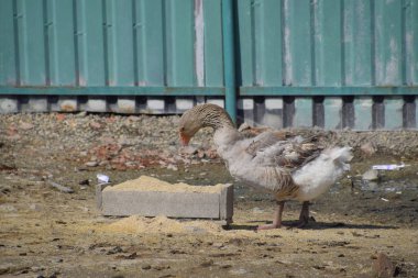 Gri kaz evcil. Evcil kaz yemektir.