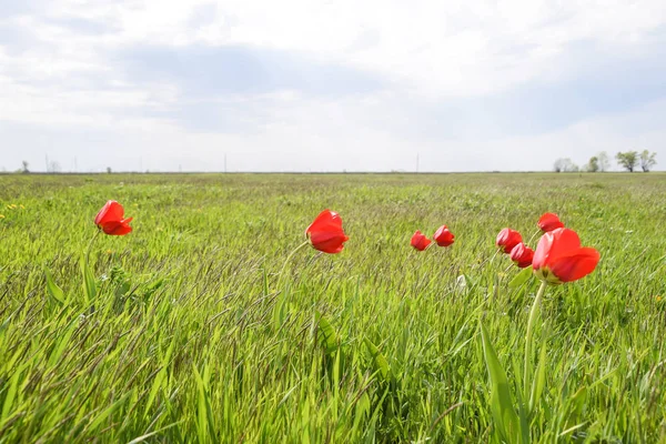 Lale Vahşi Bir Alanda Yeşil Çim Arasında Kırmızı Çiçekler — Stok fotoğraf