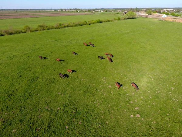 Grazing horses on the field. Shooting horses from quadrocopter. Pasture for horses. — Stock Photo, Image