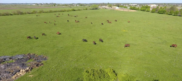 Wypasu koni na polu. Fotografowanie koni z drona. Pastwiska dla koni. — Zdjęcie stockowe