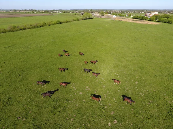 Grazing Horses Field Shooting Horses Quadrocopter Pasture Horses — Stock Photo, Image