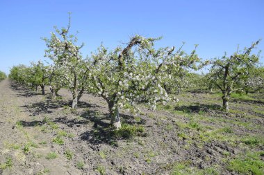 Çiçek açan elma bahçesi. Elma bahçesi yetişkin ağaçlar çiçek. Meyve bahçesi.