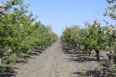 Çiçek açan elma bahçesi. Elma bahçesi yetişkin ağaçlar çiçek. Meyve bahçesi.