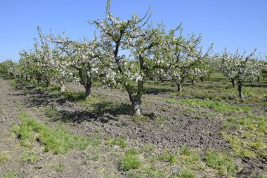 Çiçek açan elma bahçesi. Elma bahçesi yetişkin ağaçlar çiçek. Meyve bahçesi.