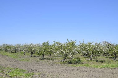 Çiçek açan elma bahçesi. Elma bahçesi yetişkin ağaçlar çiçek. Meyve bahçesi.