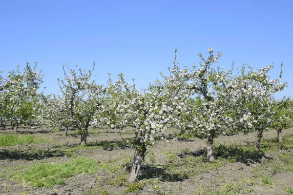 Huerto Manzanas Floreciente Los Árboles Adultos Florecen Huerto Manzanas Jardín — Foto de Stock