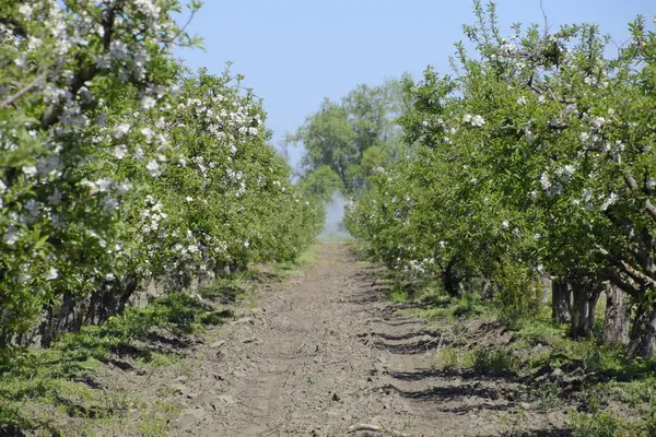 Çiçek açan elma bahçesi. Elma bahçesi yetişkin ağaçlar çiçek. Meyve bahçesi.