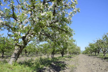 Çiçek açan elma bahçesi. Elma bahçesi yetişkin ağaçlar çiçek. Meyve bahçesi.