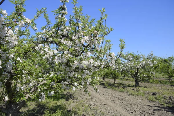 Huerto Manzanas Floreciente Los Árboles Adultos Florecen Huerto Manzanas Jardín — Foto de Stock