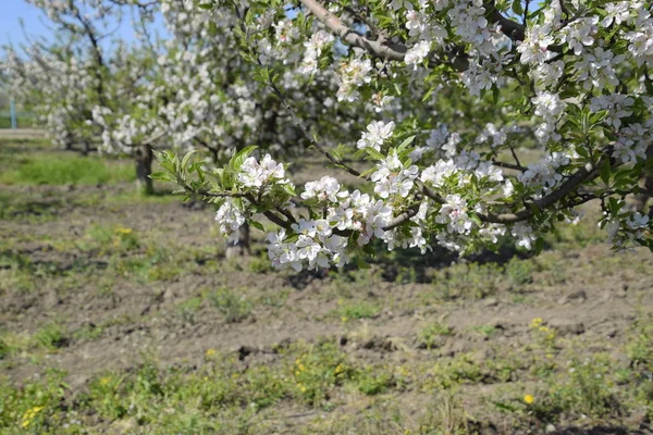 Huerto Manzanas Floreciente Los Árboles Adultos Florecen Huerto Manzanas Jardín — Foto de Stock