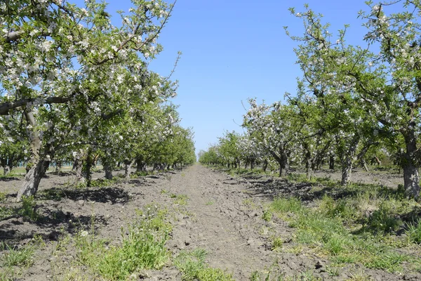 Çiçek açan elma bahçesi. Elma bahçesi yetişkin ağaçlar çiçek. Meyve bahçesi.