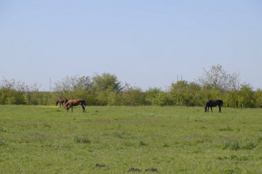 Atları mera otlatmak. Padok ata at çiftliği. Yürüyüş atlar.