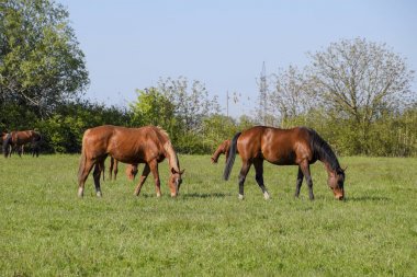 Atları mera otlatmak. Padok ata at çiftliği. Yürüyüş atlar