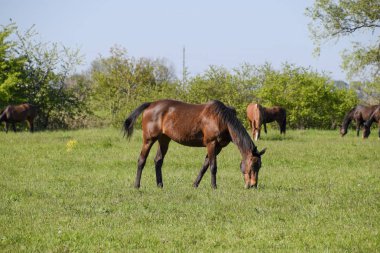 Atları mera otlatmak. Padok ata at çiftliği. Yürüyüş atlar