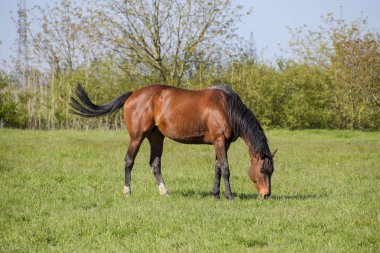 Atları mera otlatmak. Padok ata at çiftliği. Yürüyüş atlar